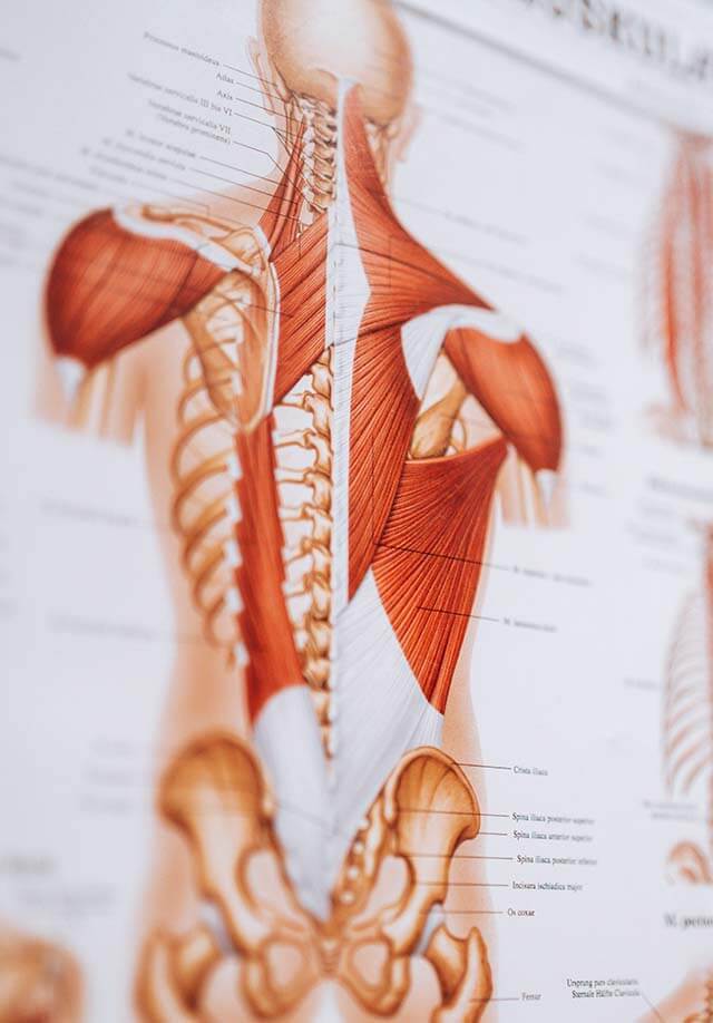 Abbildung der menschlichen Skeletts und seinen Muskeln - die menschliche Anatomie.
